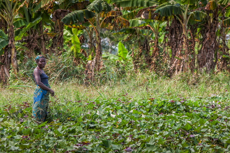 CABINDA/ANGOLA - 09 JUN 2010 - Rural female farmer working in the field.のeditorial素材
