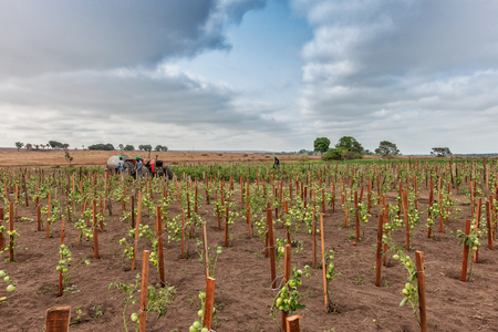 CABINDA/ANGOLA - 09 JUN 2010 - Tomatoes plantation still green in Africa, Tractor and farmers in background. Africa, Angola, Cabinda.のeditorial素材
