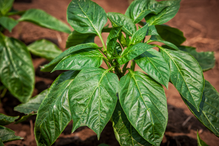 Close up of bean plant.の写真素材