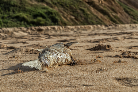 Crabs on the beach eating dead fish.の写真素材