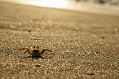 Crabs on the beach sand of Cape Ledo, Africa. Angola. With the sunset light.の写真素材