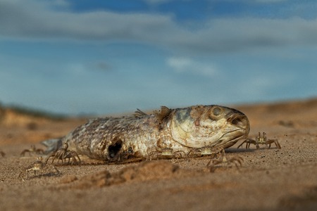Crabs on the beach eating dead fish.の写真素材