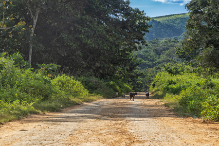 dirt road with goats , malange africa rural area, Angola.の写真素材