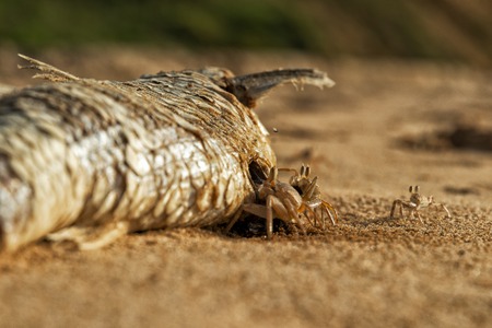 Crabs on the beach eating dead fish.の写真素材