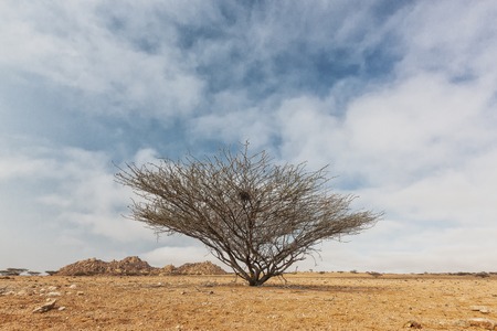 Dry tree known as espinheira in iona natural park. Angola Cunene.の写真素材
