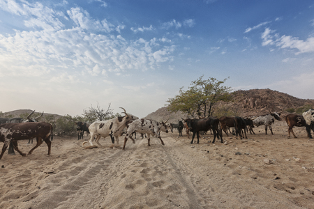 Cows and wild bull grazing in a remote area of the Cunene. Angola. Africa.の写真素材
