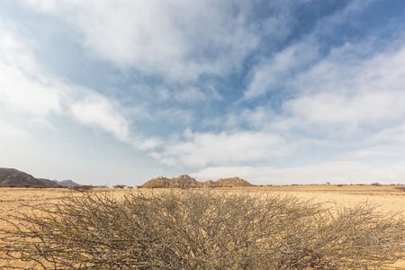 Dry tree known as espinheira in iona natural park. Angola Cunene.の写真素材