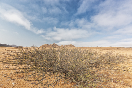 Dry tree known as espinheira in iona natural park. Angola Cunene.の写真素材