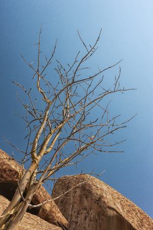 Giant stone, dry tree in the Namibe Desert. Africa. Angola.の写真素材