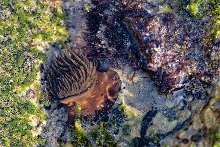 Close up of algae on rock. Marine life.の写真素材