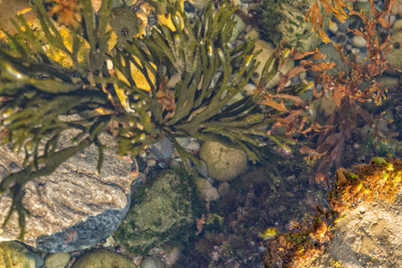 Close up of algae on rock. Marine life.