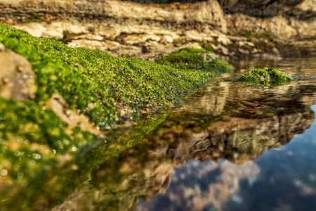 marine pools on rocks with seaweed by the sea.