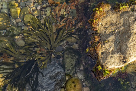 Close up of algae on rock. Marine life.の写真素材