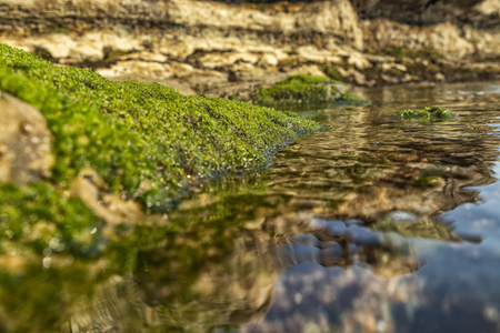 marine pools on rocks with seaweed by the sea.の写真素材