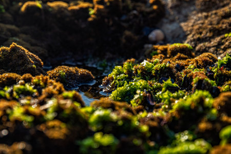 Rocks by the sea, with green algae and marine life. Estoril beach. Portugal