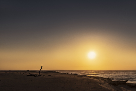 Lone tree trunk with sunset on the hillside of the Namibe wild beach. Africa. Angolaの写真素材