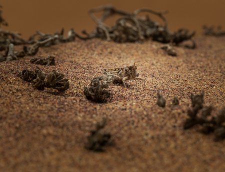 Close up of grasshopper in the middle of dry vegetation and sand.の写真素材
