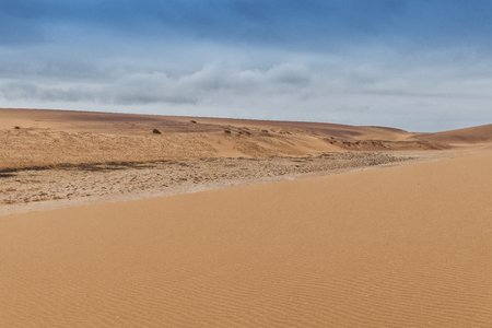 Photograph of dunes with vegetation of the Namibe Desert. Africa. Angolaの写真素材