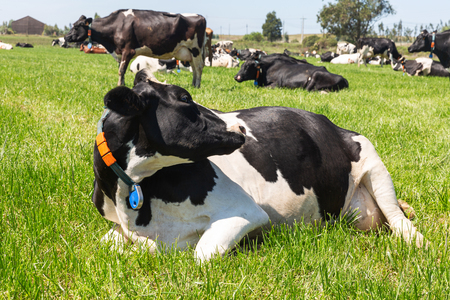 Friesian holstein dairy cow lying on green grass.の写真素材
