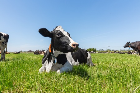 Friesian holstein dairy cow lying on green grass.の写真素材