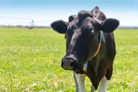 Portrait of Milk Cow of Holstein breed Friesian. To graze on green field.の写真素材