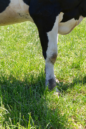 Friesian holstein dairy cow on green grass.の写真素材