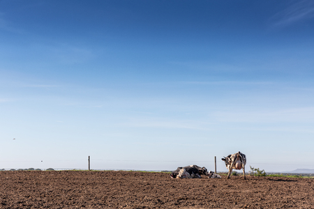 cows of the Holstein Friesian breed with his newly born baby.の写真素材