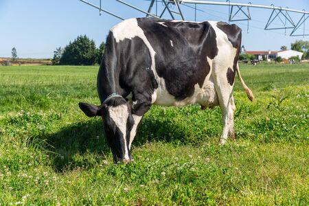 Dairy cows of the Holstein breed Friesian, grazing on green field.の写真素材