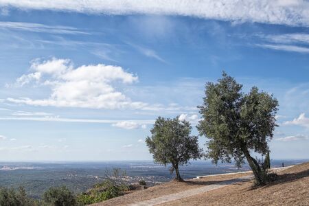 Overlooking an Alentejo plain with two olive trees. Portugal.の写真素材
