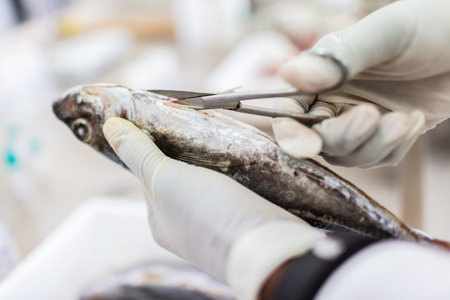 Fish to be tested in the laboratory, scissors.の写真素材