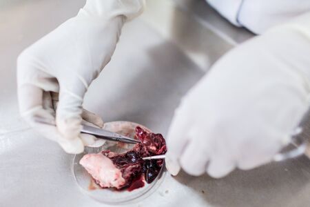 Fish interior to be tested in laboratory, quality test.の写真素材
