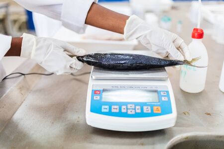 Fish to be weighed in laboratory, scale and scientist hands.の写真素材