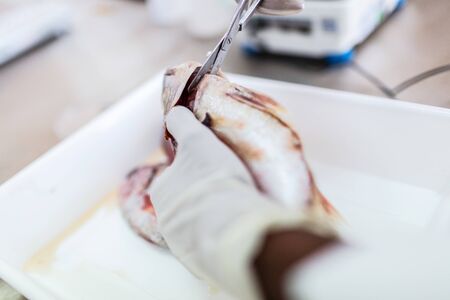 Fish to be tested in the laboratory, scissors.の写真素材