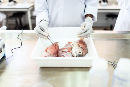 Fish interior to be tested in laboratory, quality test.