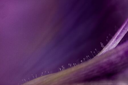 Ultra macro photograph of plant petals with pink tones.の写真素材