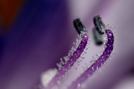 Ultra macro photograph of plant petals with pink tones.の写真素材