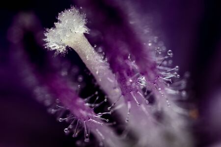 Ultra macro photograph of plant petals with pink tones.の写真素材