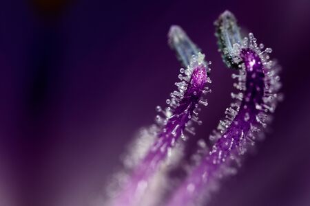 Ultra macro photograph of plant petals with pink tones.の写真素材