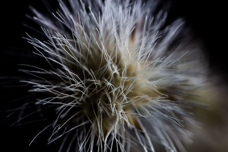 Super macro photography of flower spike.の写真素材