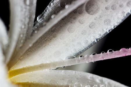 close up of white plant with black background and water droplets.の写真素材