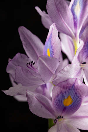 close up of white plant with black background and water droplets.の写真素材