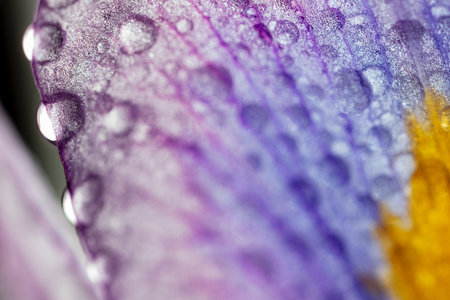 close up of white plant with pink tones and water droplets.