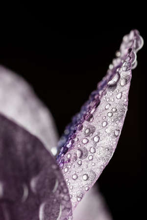 close up of white plant with black background and water droplets.の写真素材