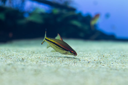 ray finned fish eating at the bottom of the aquarium