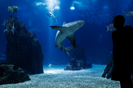 Silhouette of a couple looking at a fish tank with several species and a shark in the spotlight.の写真素材