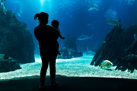 Woman and baby watching the fish tank with sharks.の写真素材