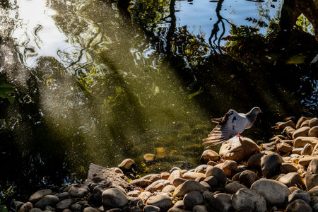Brown duck with light entries and dark background.の写真素材