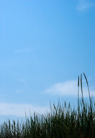 Abstract background of blue sky and grassの写真素材