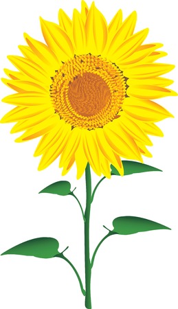 Vector illustration of Sunflower isolated on a white backgroundのイラスト素材