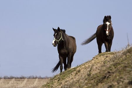 Two beautiful horses on walking.の写真素材